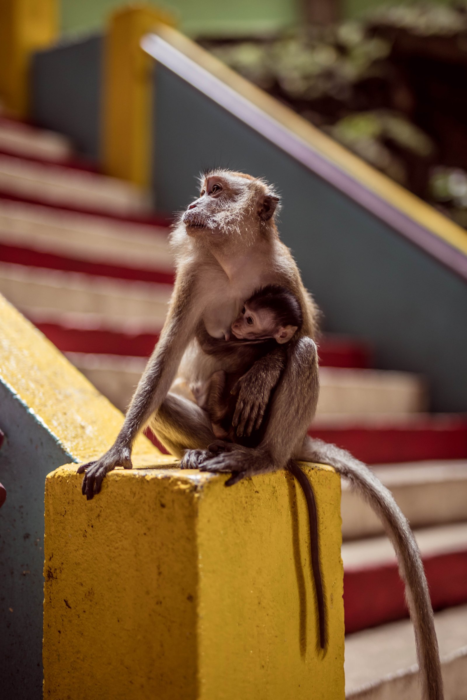 Monkeys in Batu Cave Kuala Lumpur Malaysia